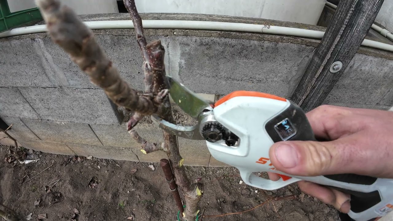 ✂️ Potřebují sloupcovité ovocné stromy řez? Pravda, která vás překvapí! 🍏🌳