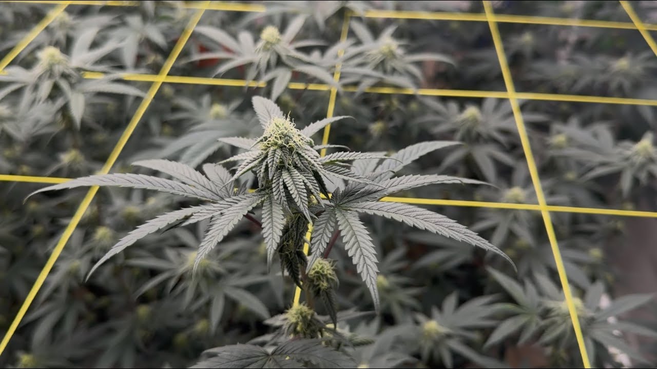 Garden Update - Week 5 Ethos Mandarin Cookies + crosses
