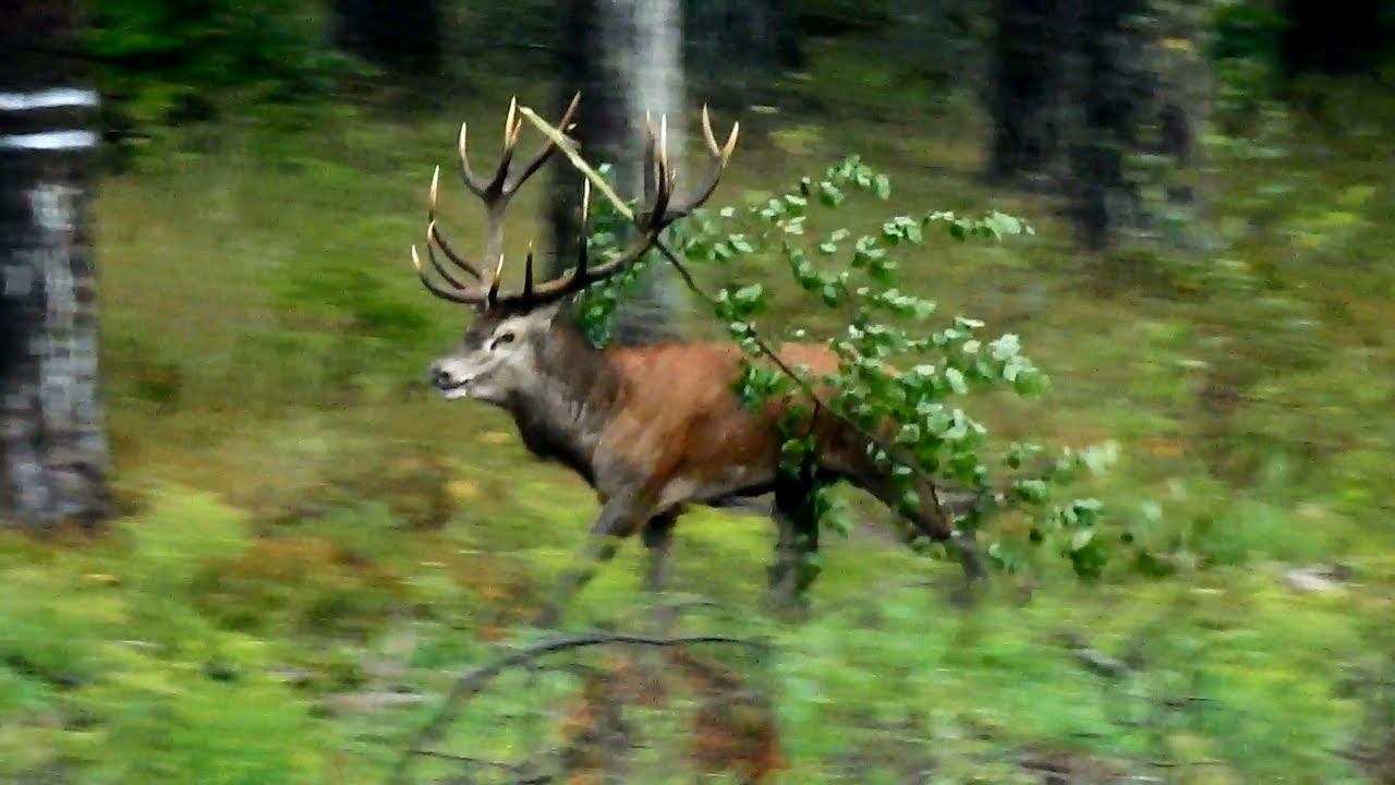 Rykowisko 2025r Szalejący 16-stak🦌z Ozdobą na Wieńcu🌲