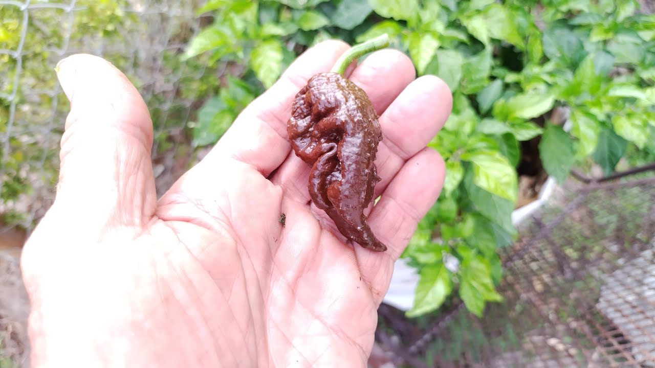 First Chocolate Primotalli peppers ripe 2024