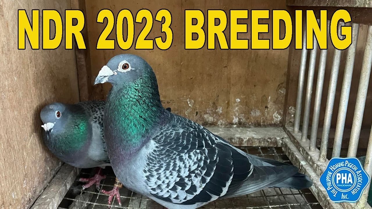 NDR 2023 BREEDING