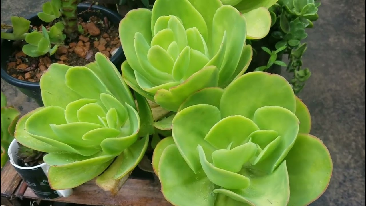 Echeveria PÁLIDA  tem HIBRIDA?Como está minha BEACH Waves