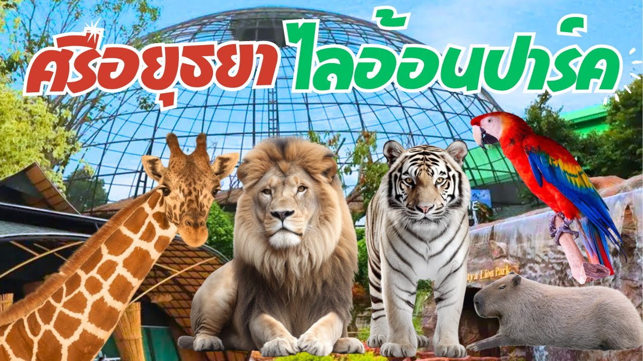 สวนสัตว์ ศรีอยุธยาไลอ้อนปาร์ค  อยุธยา Sriayuthaya Lion Park ที่เที่ยวใกล้กรุงเทพ ล่าสุด 2567 | 2024