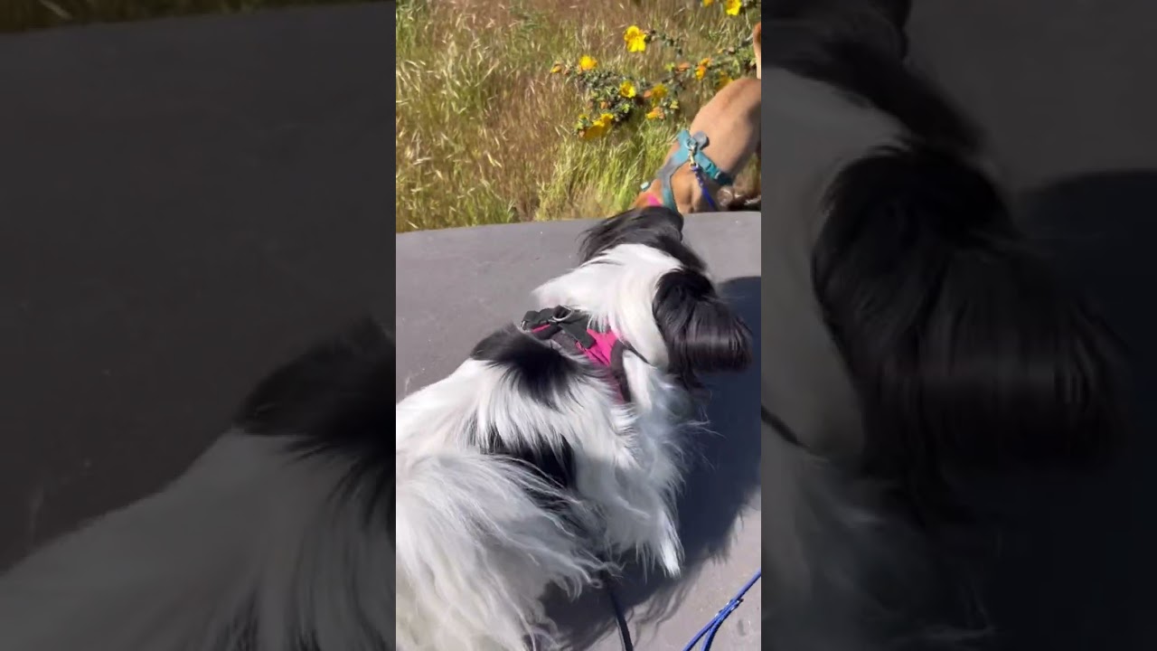 Theo navigates kids and dogs