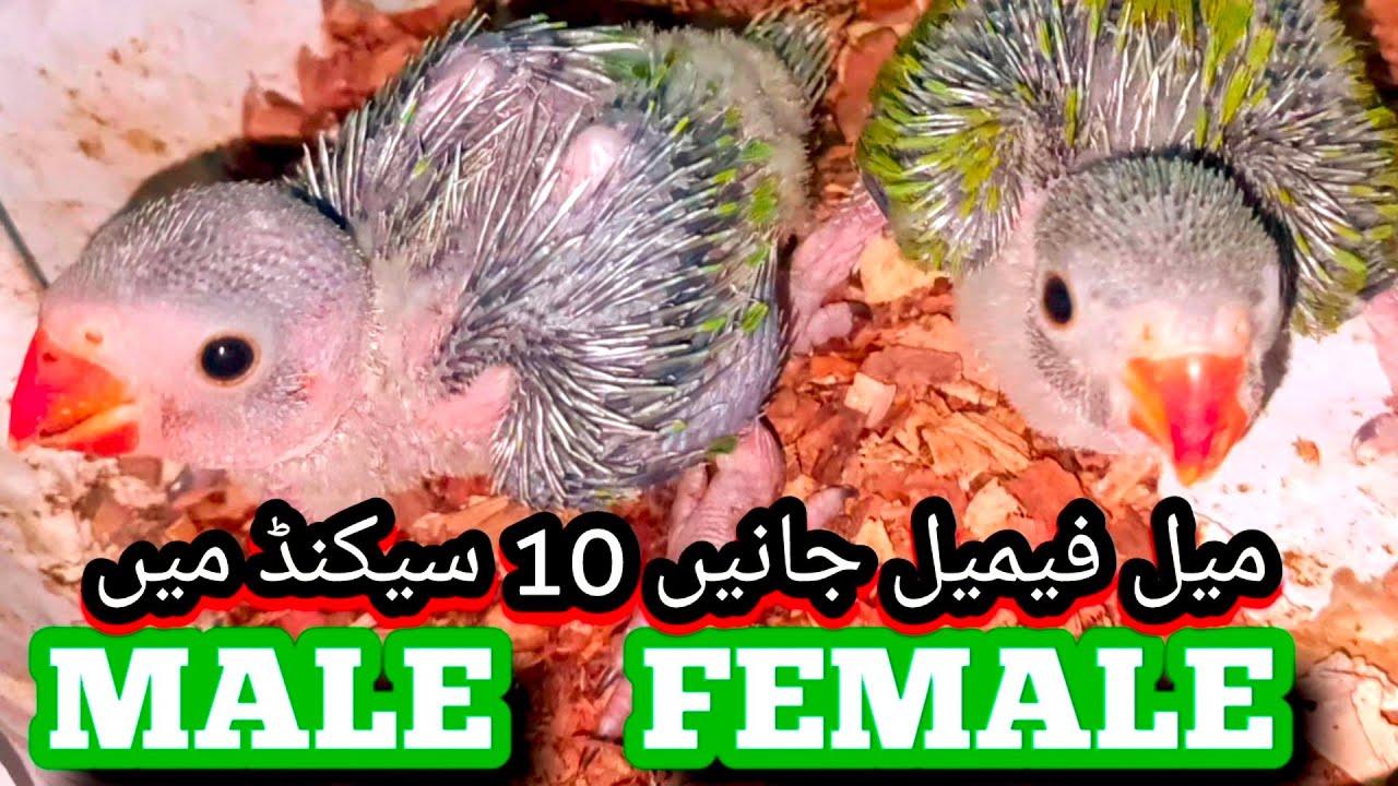baby parrot male female difference|chandini parrot|parrot male female|parrot male female difference