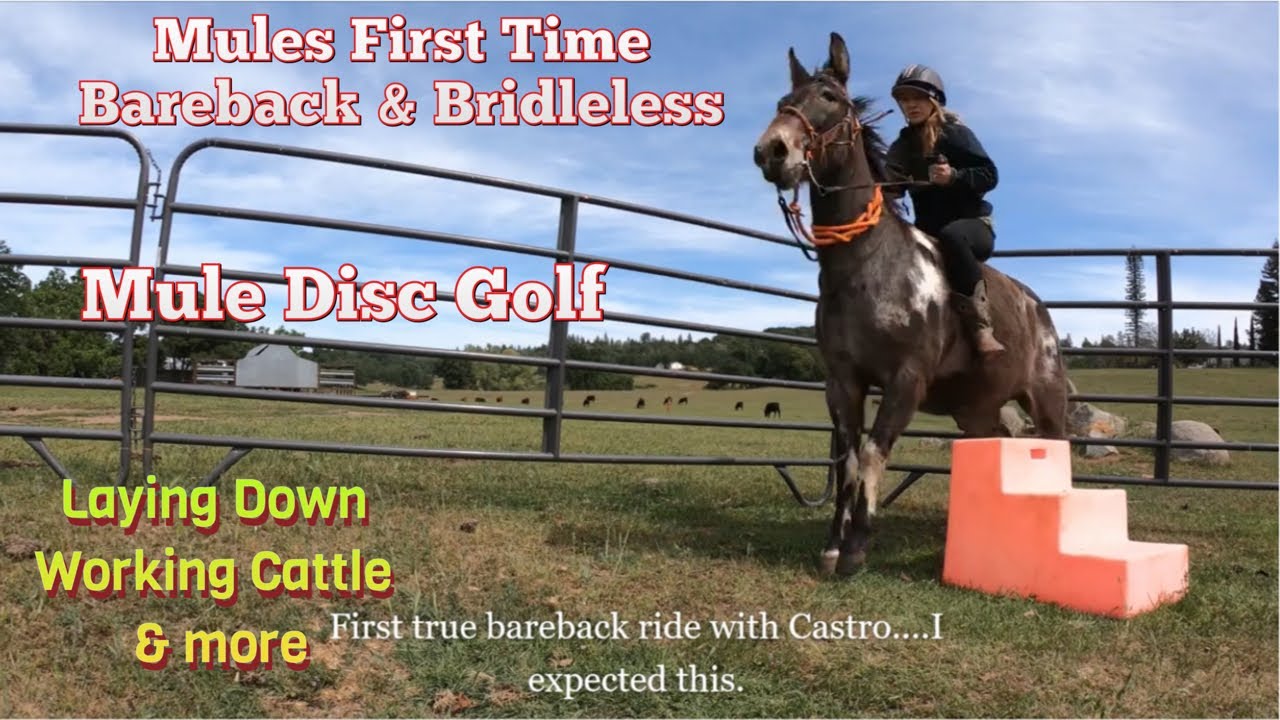 MULE INTRO BRIDLELESS & BAREBACK, DISC GOLF, laying down: Bolting #mules #bridleless #discgolf #cows