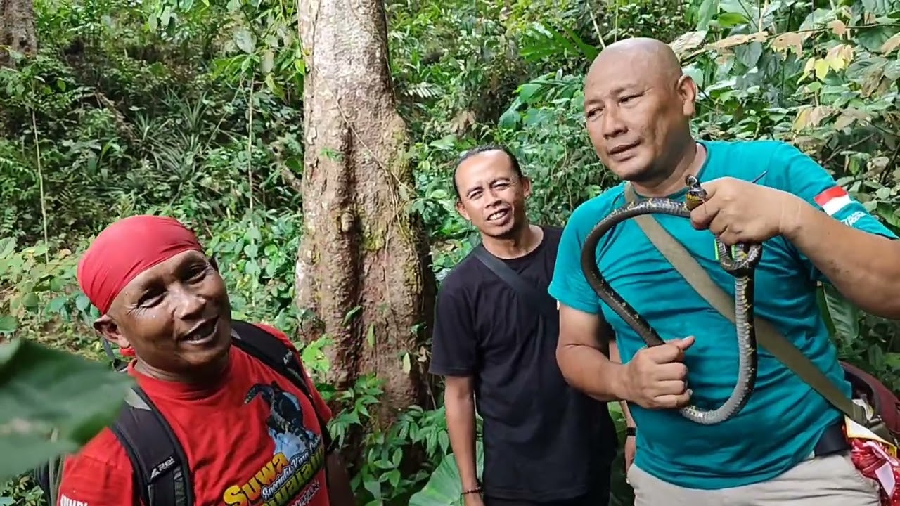 Mencari Jejak King Cobra Banjarnegara!! Menemukan 2 ular galak dan agresif!! 
