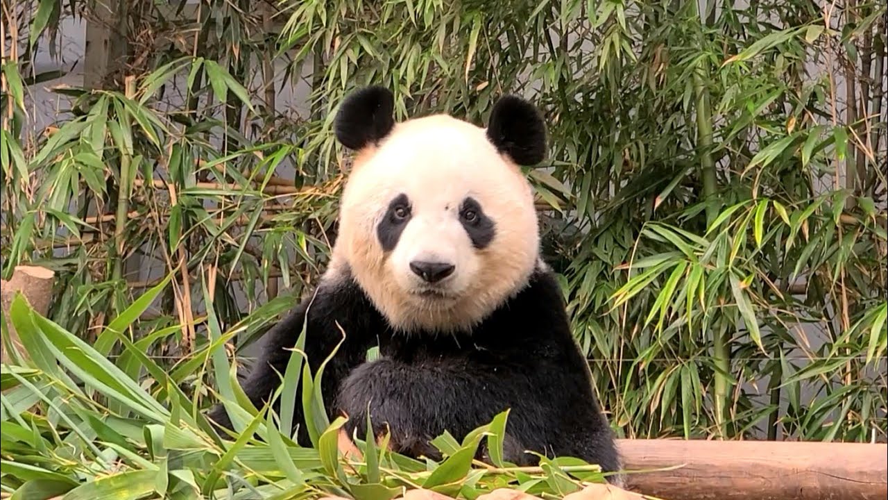 봄비 내린 날엔 바오가족 미공개 영상 Bao Family