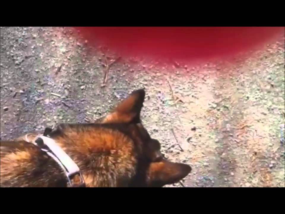 BAT 2.0 Survival Skills  ; Mark and Move