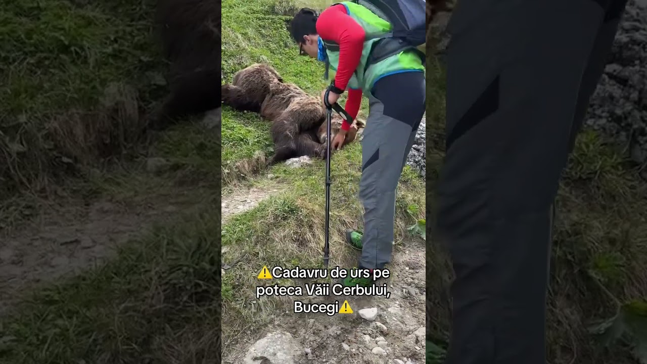Urs mort in Bucegi #mountains #bear