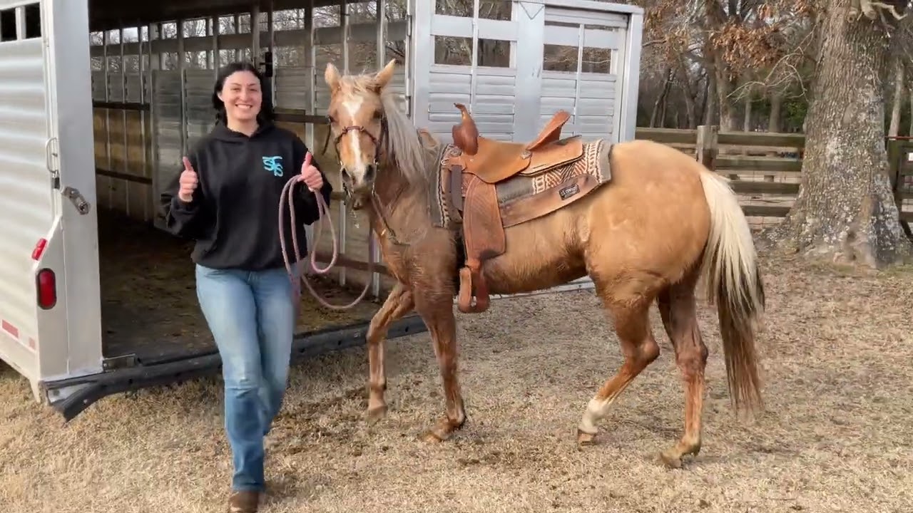 Palomino Mar￼e, Beautiful, Safe, Sound, Any Rider￼