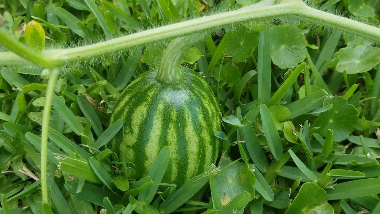 Crimson Sweet Watermelon plants