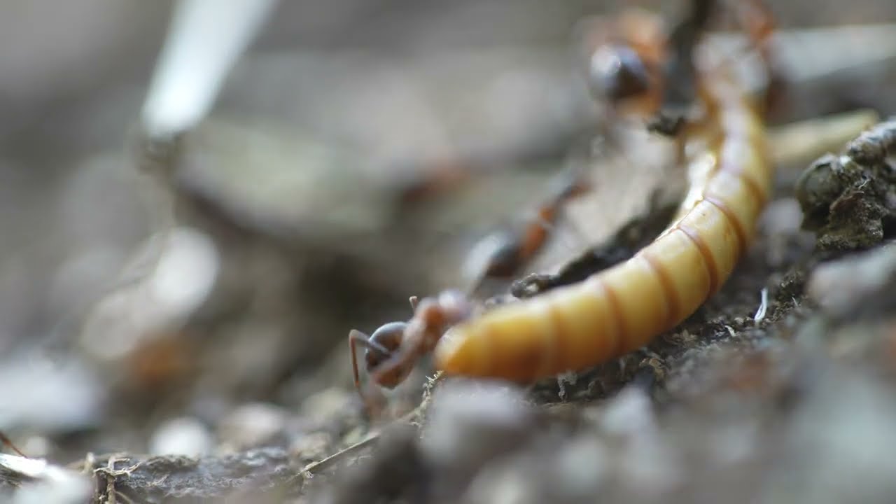 Ants team work attacking larger insect