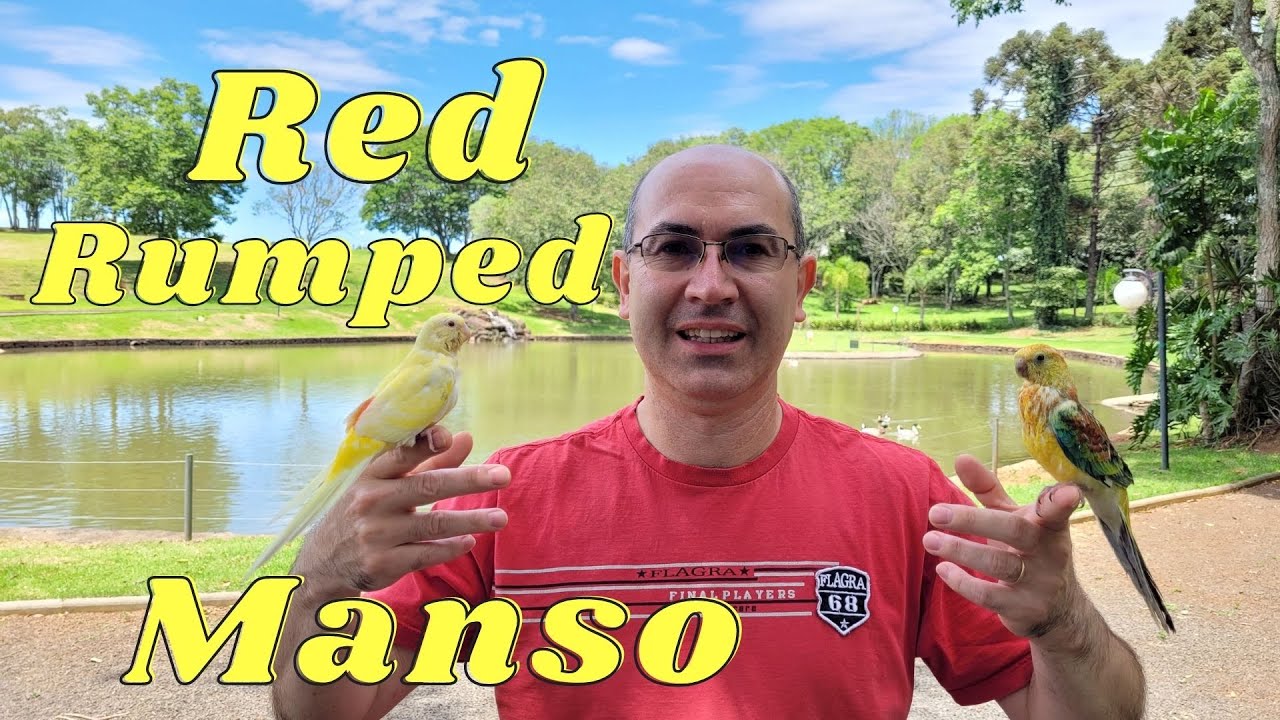 RED RUMPED MANSO!!!