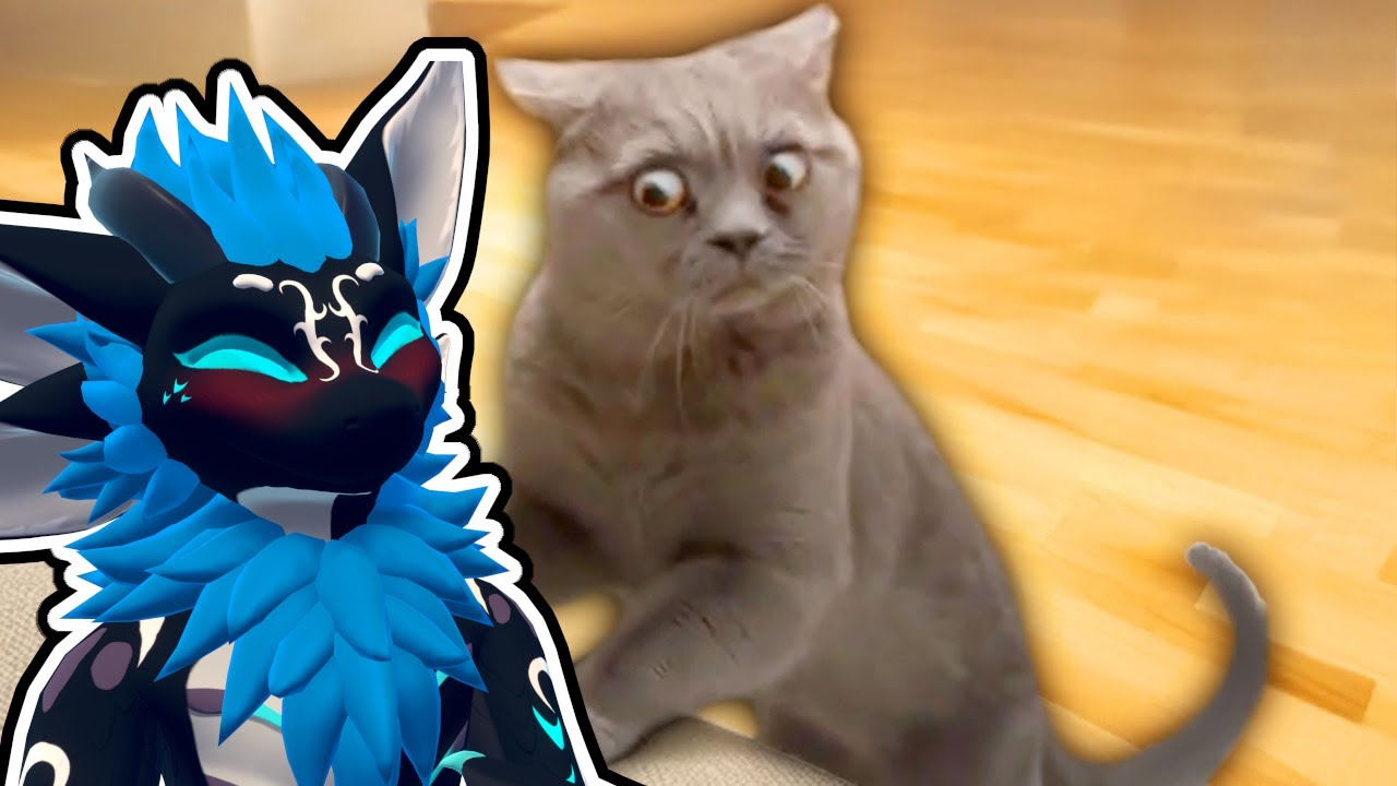 Furry Reacts to Daily Dose of CATS