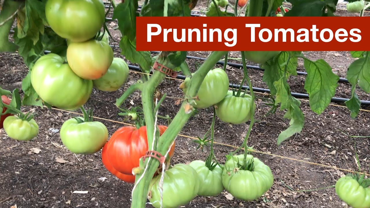 5 Ways to Prune Tomatoes