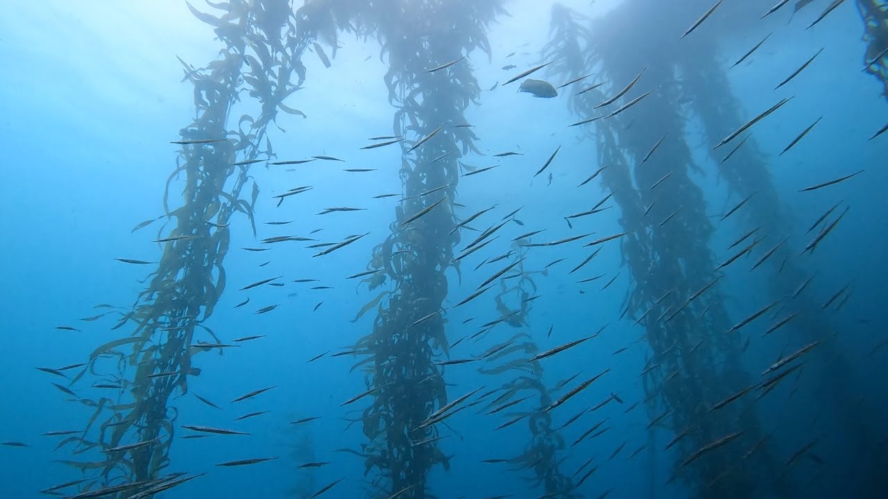 Kelp Forest Scuba Diving at Monastery Beach, Monterey, California - 50ft visibility
