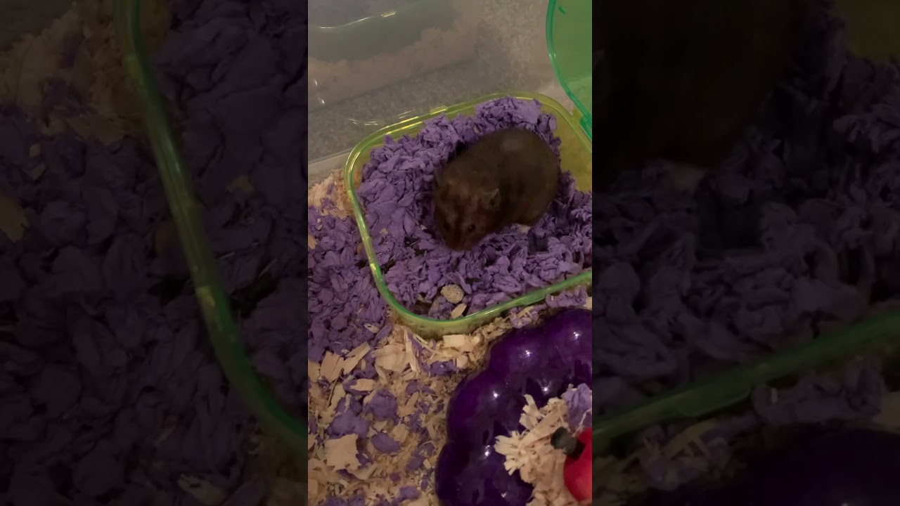 Hamster Birthday Party! (part 1)