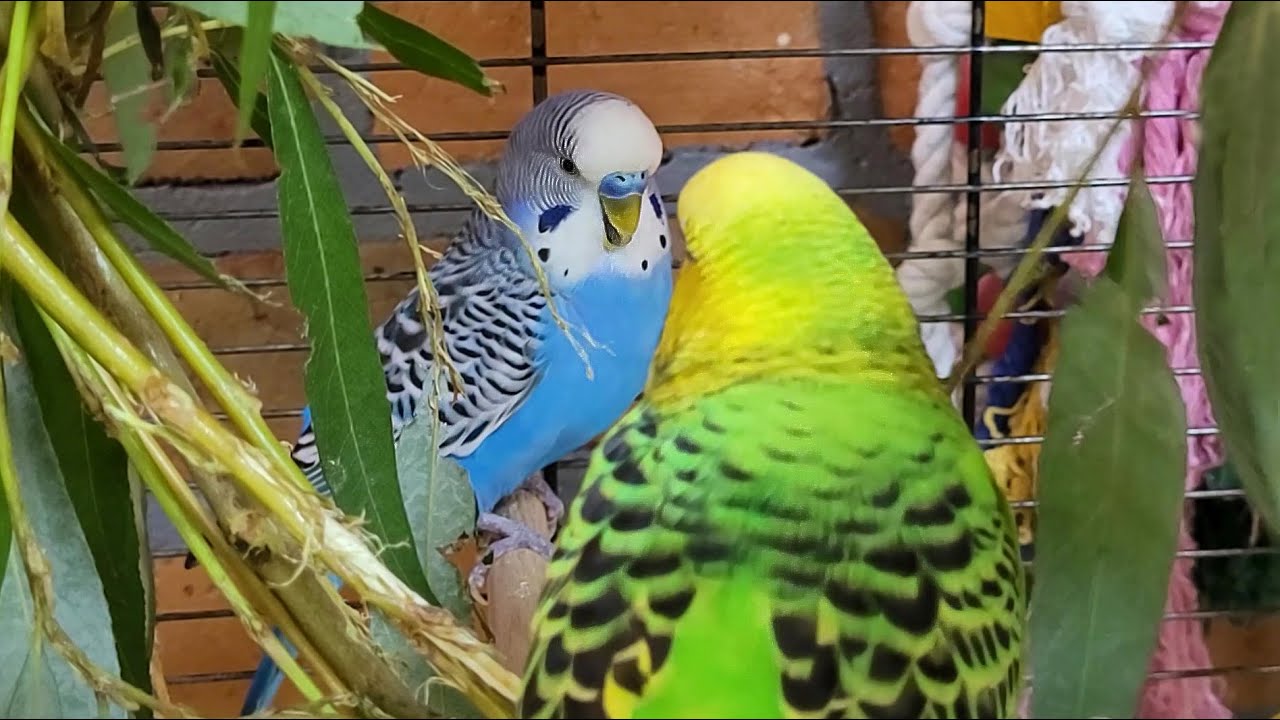 budgie sounds for lonely birds