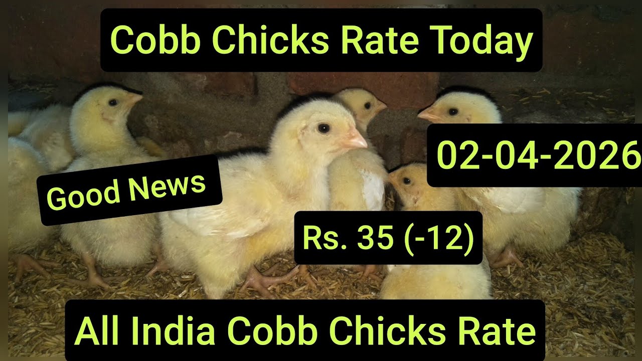 Good News 02 April Chicks Rate Down (-12)