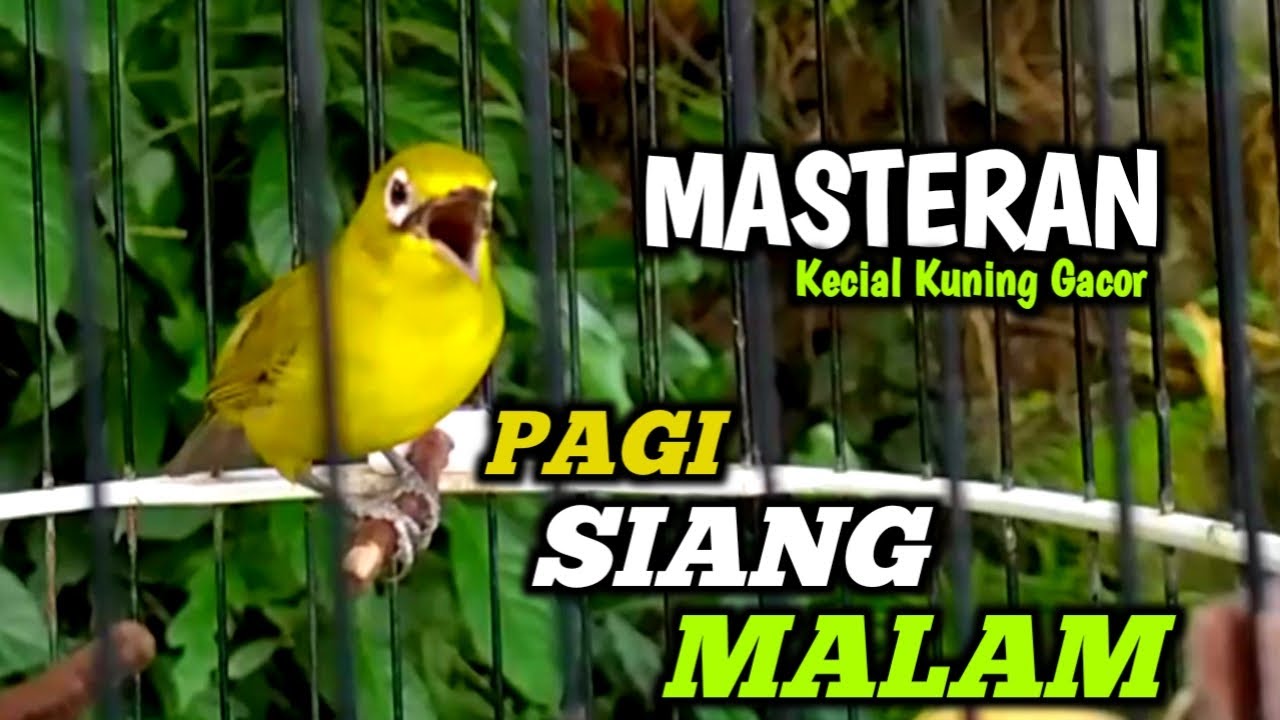 🔥 MASTERAN AMPUH PAGI, SIANG, MALAM - Mampu Membuat Kecial Kuning Gacor Seharian