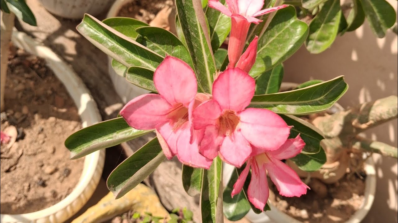 Terrace gardening tour after long time 🌺 || part -01 || comment for part 02 || #firstlongvideo 
