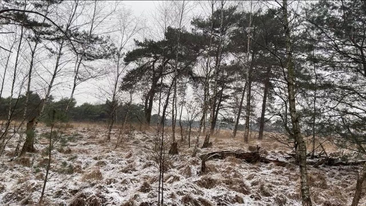 Silent Snowy Morning Walk~Freezing Breeze~No Talking, No Music