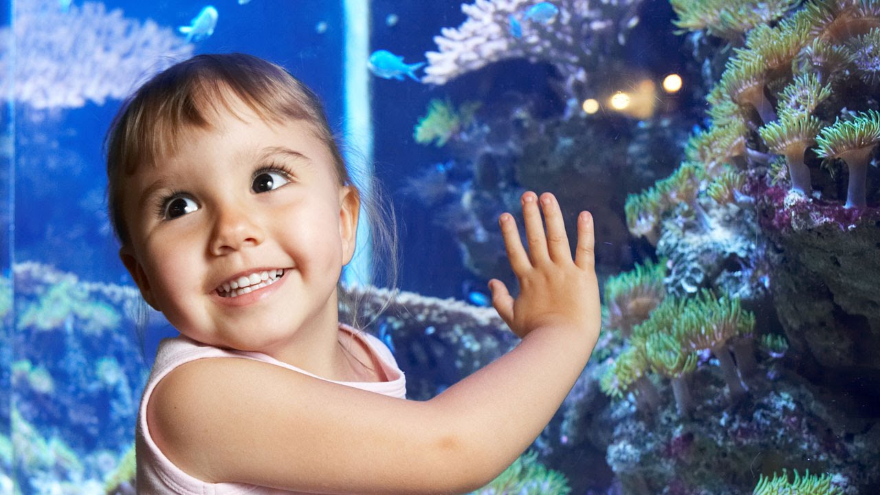 Underwater World SEA LIFE Mooloolaba