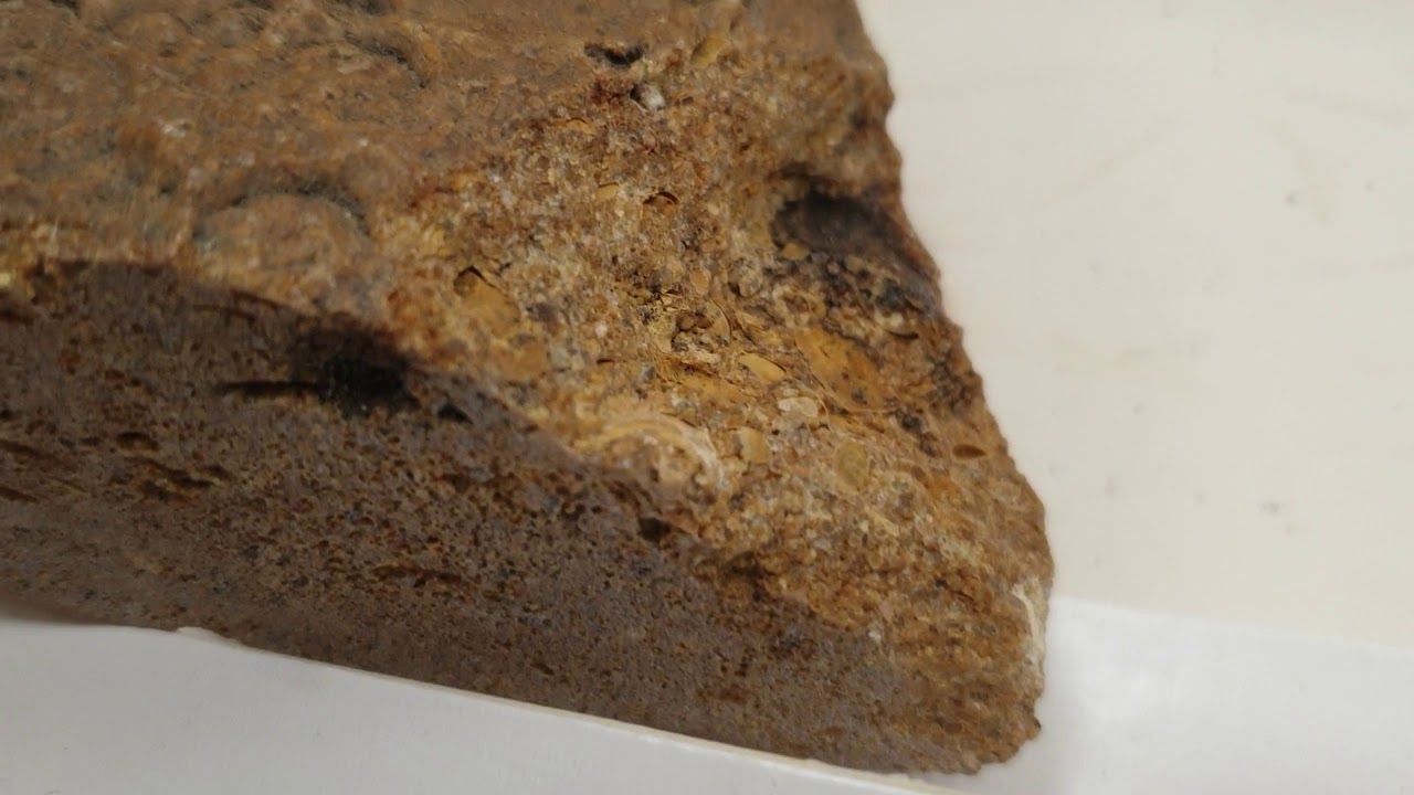 #piaskowiec #silicytowy #małże #geologia #osadowe #petrologia
