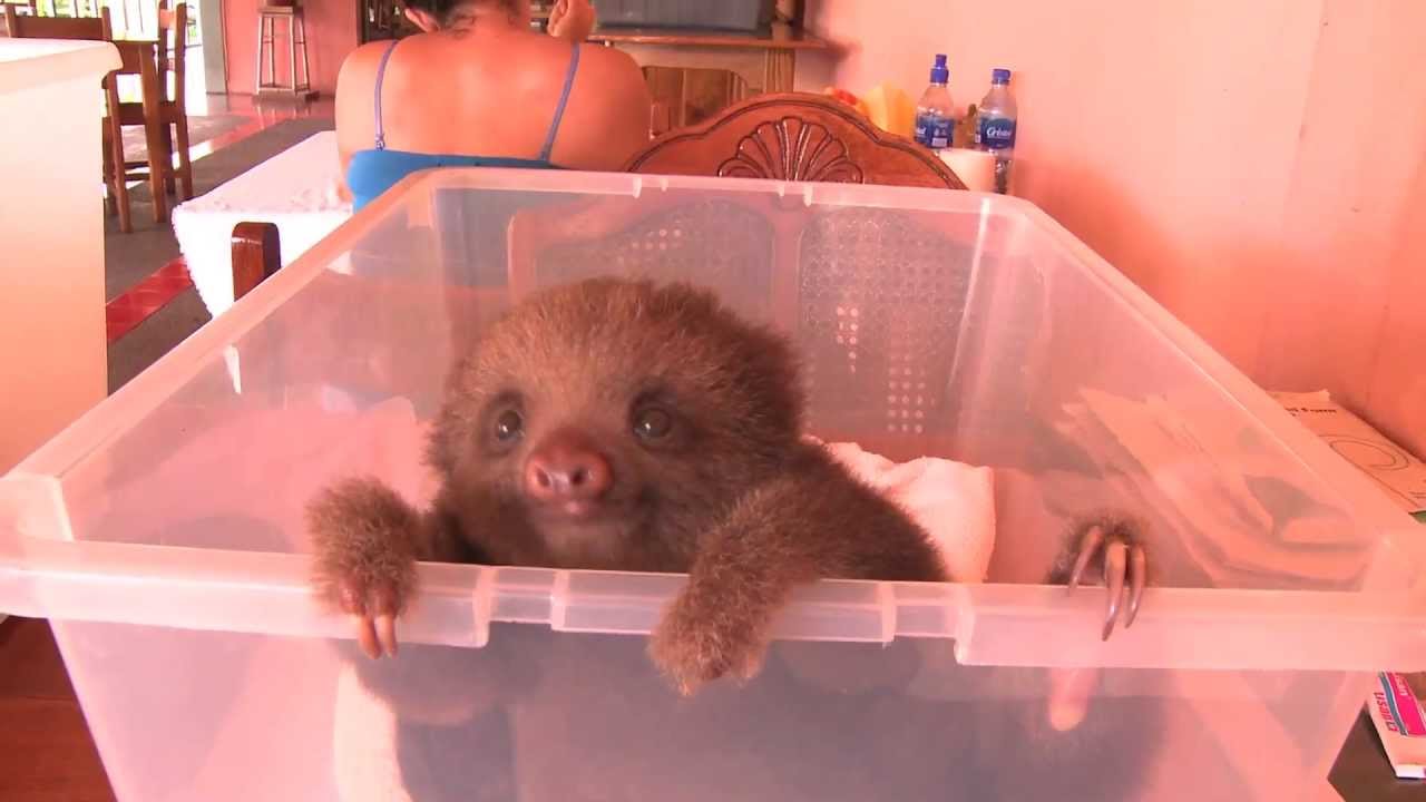 Mateo: The World's Cutest Sloth