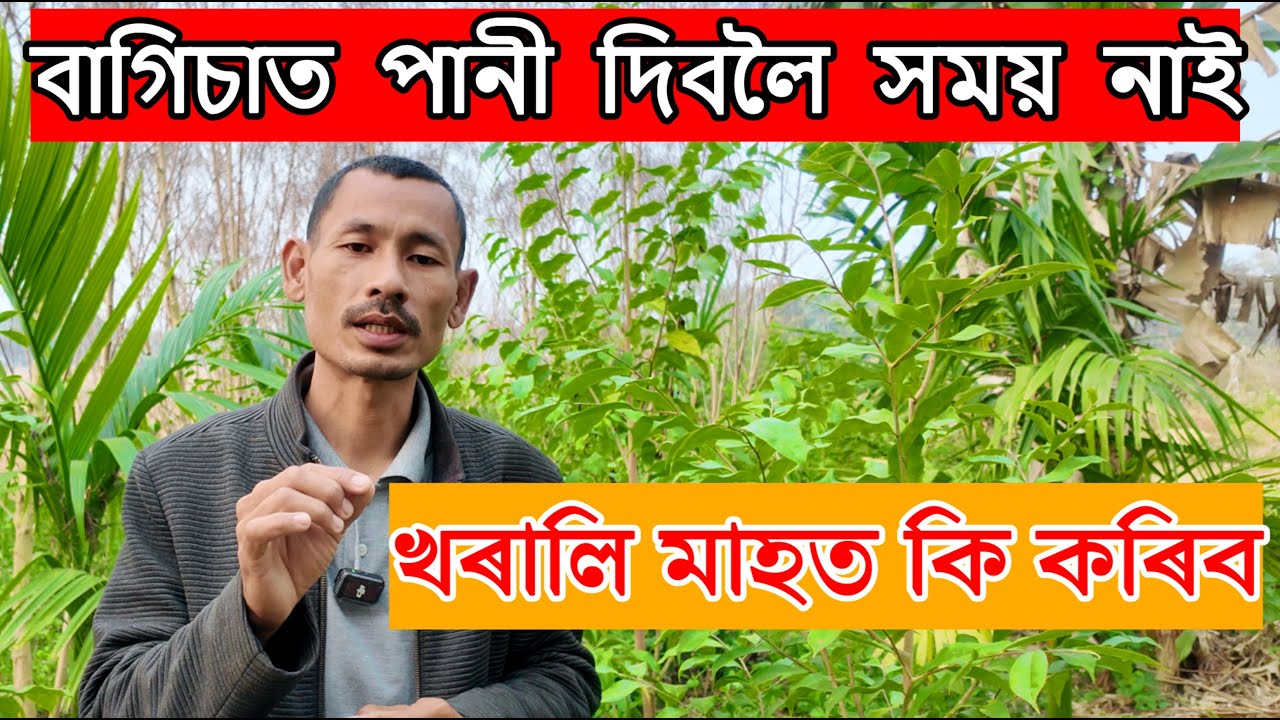 শীতকালত বাৰে বাৰে পানী দিব নালাগে কেনেকৈ | No Daily Watering in Winter