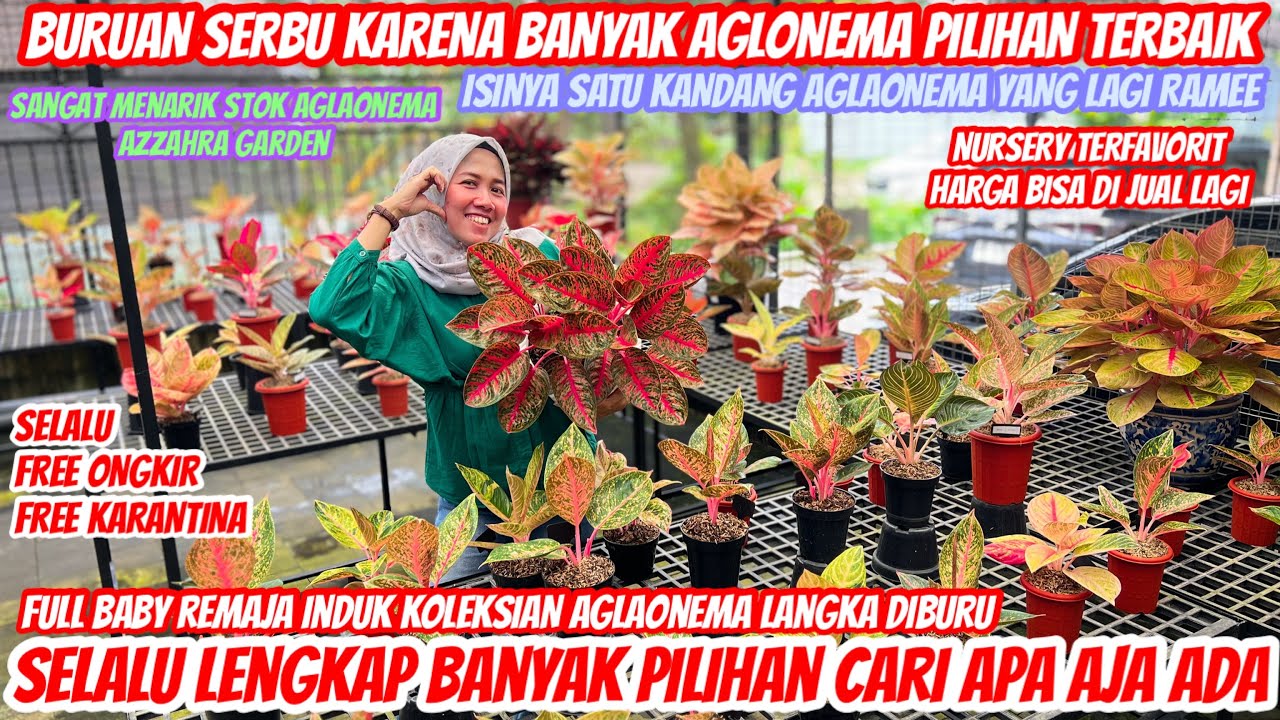 SPESIAL RAMADHAN PRICE DI AZZAHRA GARDEN‼️AGLAONEMA NYA FULL MENARIK‼️
