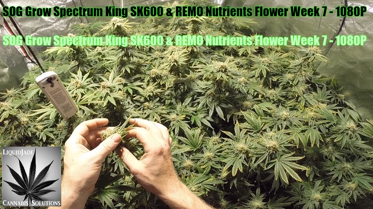 SOG Grow Spectrum King SK600 & REMO Nutrients Flower Week 7   1080P