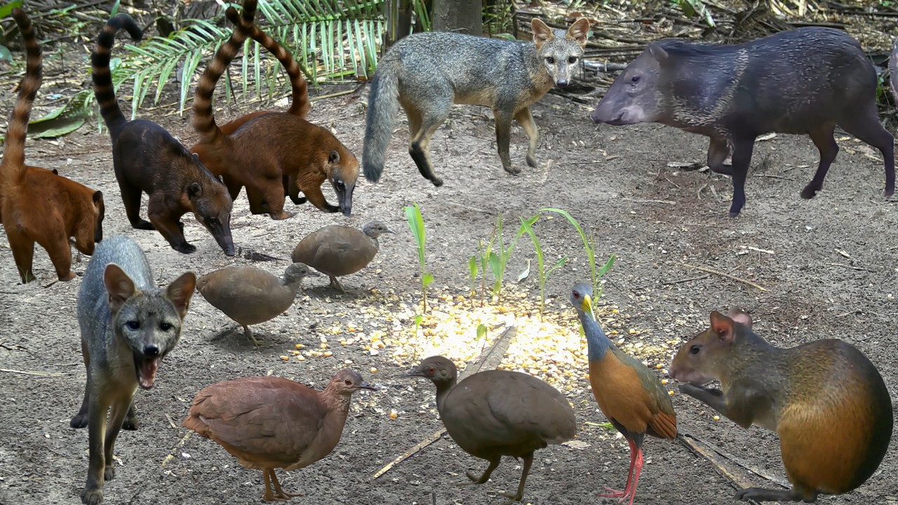 🌿 Raposas, Tatus, Pacas e Mais – Fauna da Ceva de Minho! 🦊🦡🐾