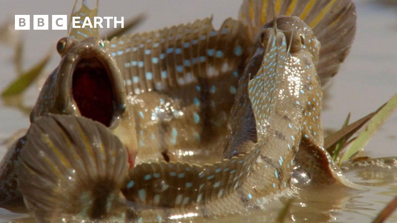 The Amazing Wildlife of India: The Ganges & Beyond | BBC Earth
