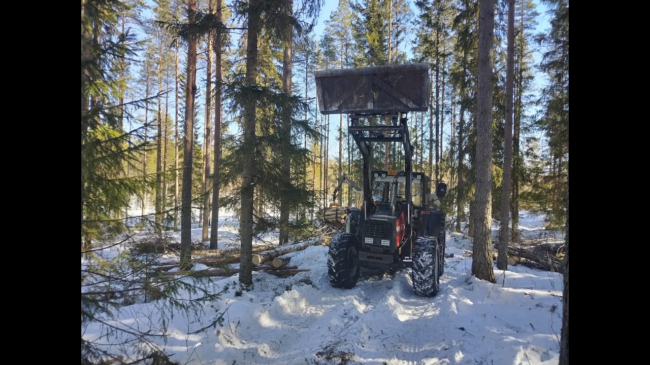 Valmet 605 Koivun ajelua kuusikosta