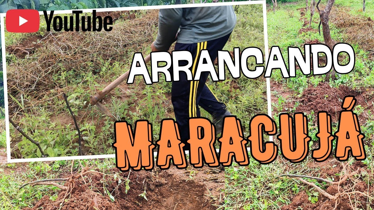 ✅ COMO REPLANTAR  O MARACUJÁ SEM FUSARIOSE (DICAS)