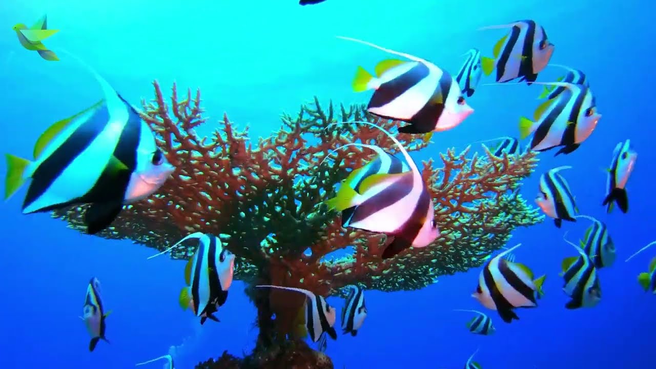 Deep Dive into Serenity | Underwater Relaxation for Stress Relief and Inner Peace | Undefined Oasis
