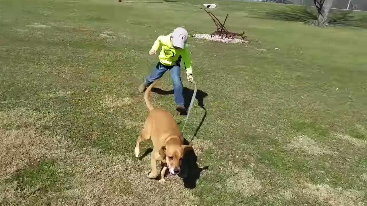 Funny Dog Fails #1 | Dogs Tripping Humans (I Thought We Were Best Friends!)