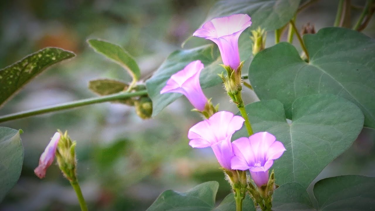 Flowers Blooming 🌸 Calming Piano Music for Peace & Relaxation