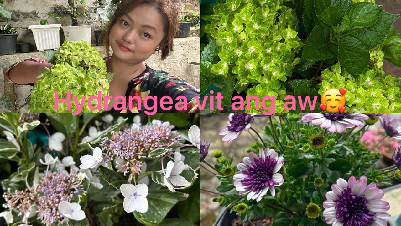 Hydrangea vih dan leh a dangte🥰