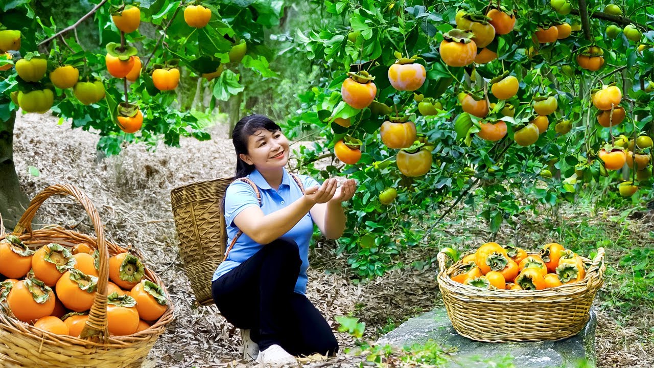 Harvest Persimmon, goes to the market to sell - Harvesting and Cooking |Tieu Vy Real Life