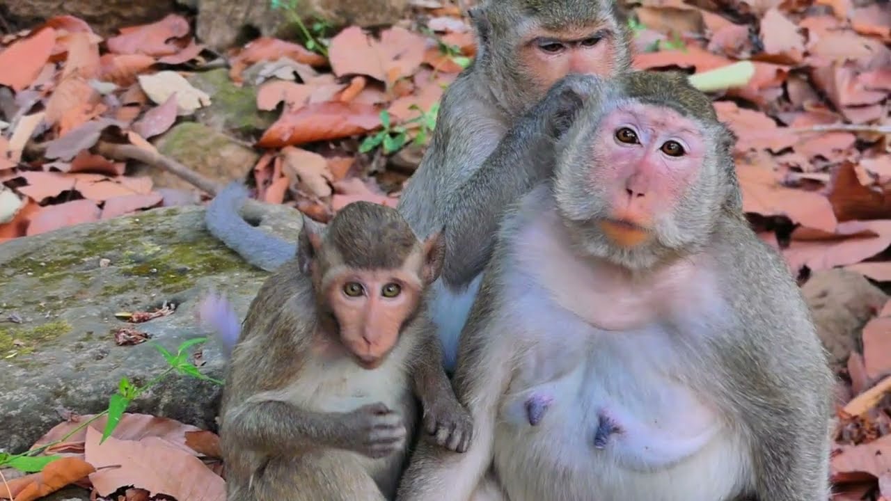 Piper monkey family getting from nursing body nat6ure , just baby out  around