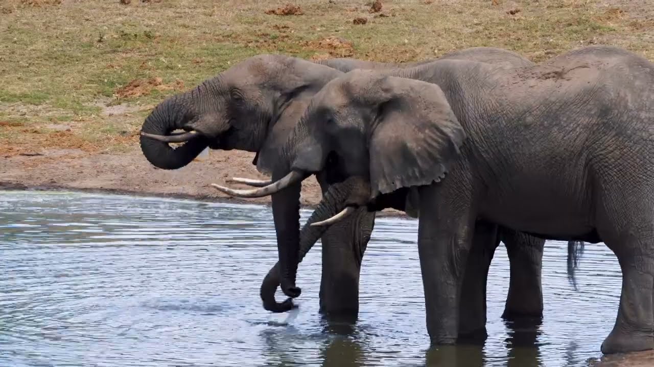 Moving 12 African Elephants From Tembe To Phinda
