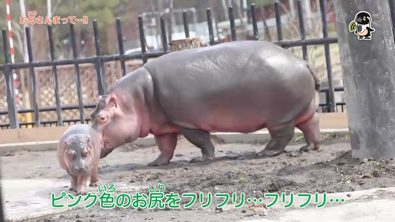 ライブズーがとらえた決定的瞬間　お母さんまってー!!