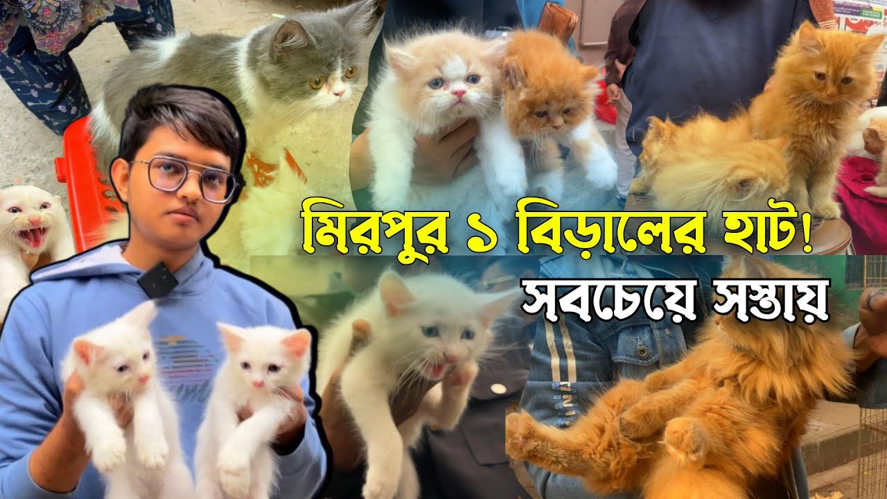 সবচেয়ে কম দামে পার্সিয়ান বিড়াল কিনুন | মিরপুর ১ বিড়ালের হাট | @S-Club Vlog's | Persian cat price