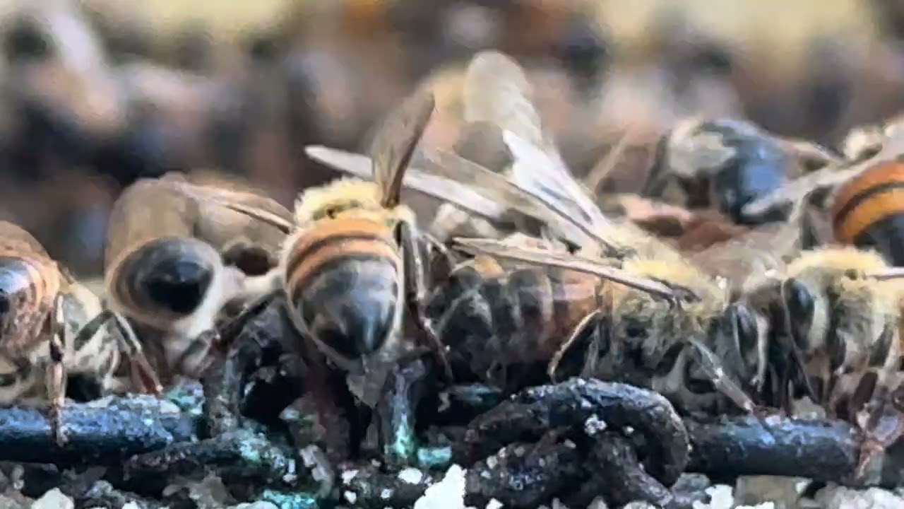 Majestic Honeybee Frequency 🙏⭐️🐝