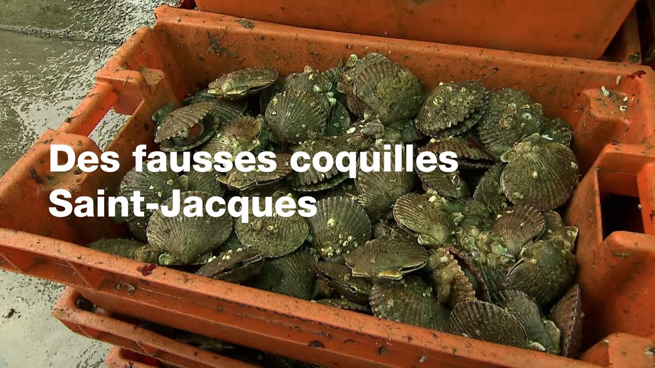 Attention aux fausses coquilles Saint-Jacques ! // Extrait archives M6 Video Bank
