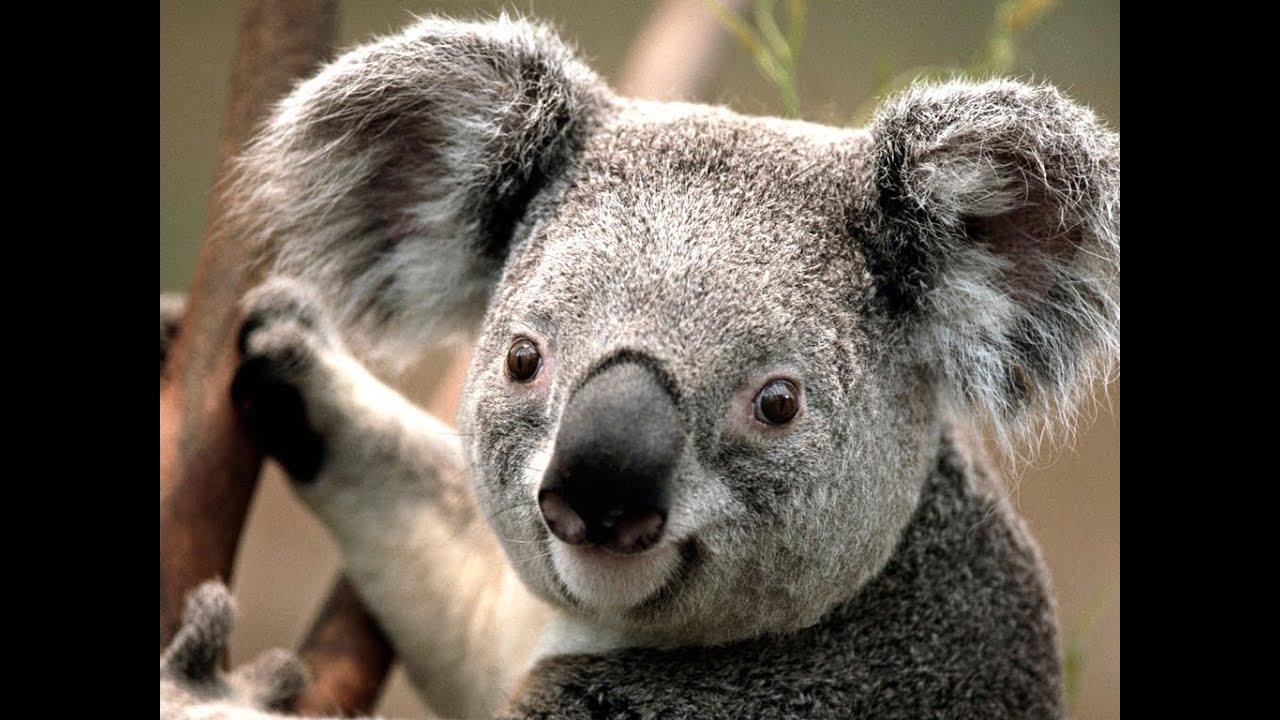 Paula the Koala #EugeneYackle #KYRSP33DY