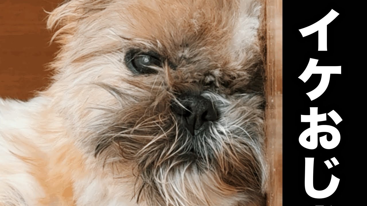 このルーティン愛犬と毎晩…笑【たかが中耳炎】